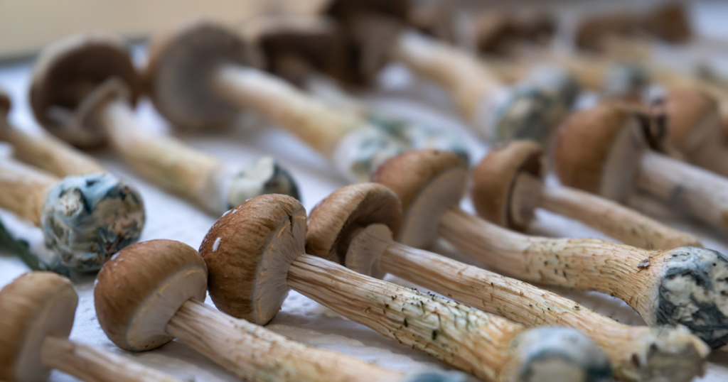 Does Probation Test for Shrooms in 2025? What You Need to Know Does Probation Test for Shrooms in 2025? What You Need to Know